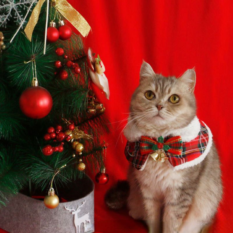 Cat Christmas Cloak Pet New Ye - Winter Clothing Accessories 评论和价格
